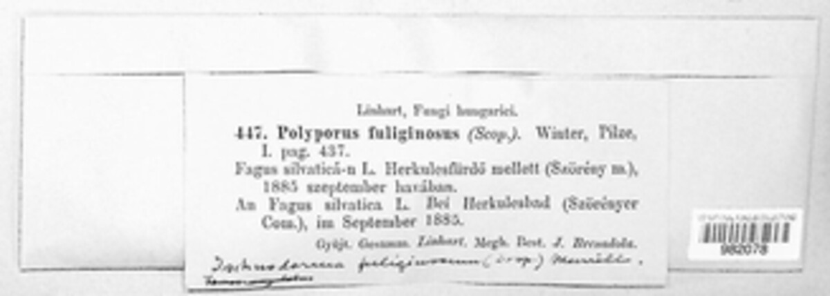 Ischnoderma resinosum image